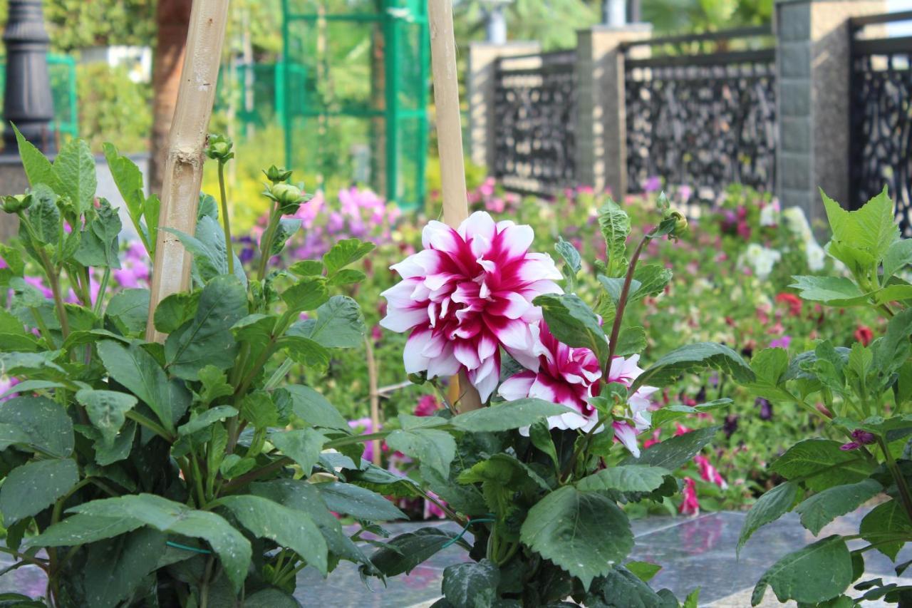 Dhauladhar Heights Resort Dharamshala Eksteriør bilde